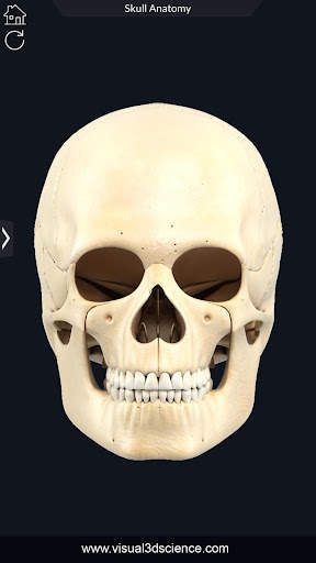 My Skull Anatomy screenshot 3