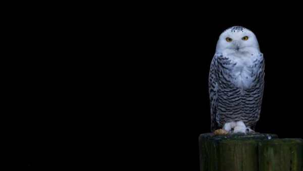 Owl Bird HD Live Wallpaper screenshot 1