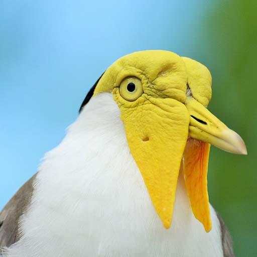 Australian Bird sounds Ringtones 1.4