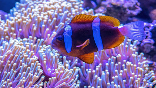 Aquarium Live Wallpaper (Wallpapers & Backgrounds) screenshot 9