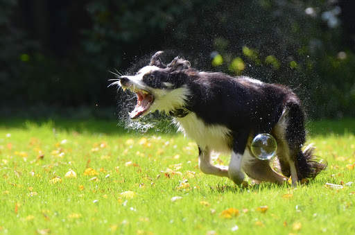 Dog Photo Frames screenshot 8
