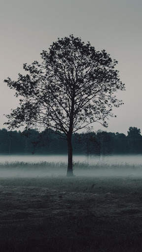 Nature Live Wallpapers screenshot 2