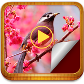 Photo Movie Maker иконка