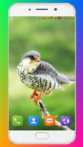 Bird Wallpaper HD screenshot 8