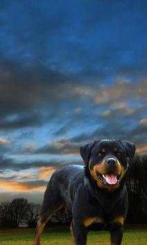 Rottweilers Dog New Wallpapers Themes screenshot 1