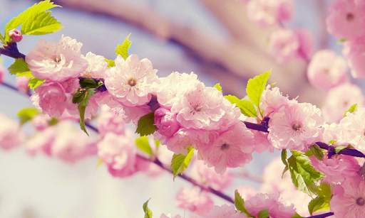 Flower Wallpaper HD screenshot 8