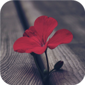 Wooden life. Live wallpapers icon