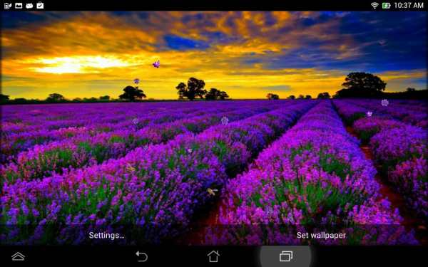 Lavender Live Wallpaper screenshot 7