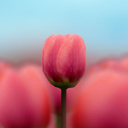 3D Tulip Live Wallpaper أيقونة