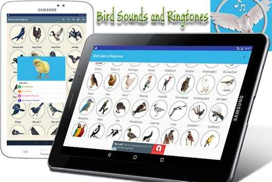 Bird Sounds & Ringtones screenshot 10