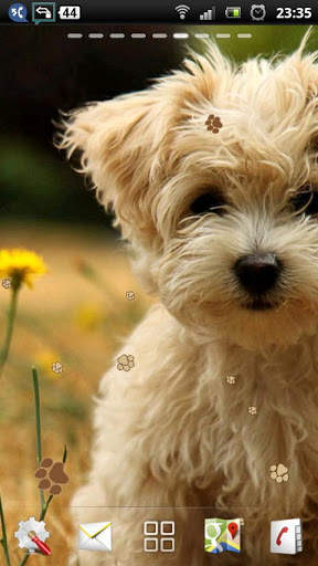 maltese puppy wallpaper - cute puppy wallpaper screenshot 5
