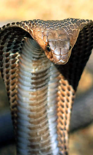 Cobra Wallpaper screenshot 6