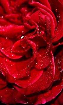 Rose wallpapers screenshot 2