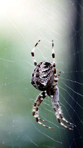 Spider Wallpapers screenshot 4