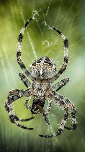 Spider Wallpapers screenshot 10