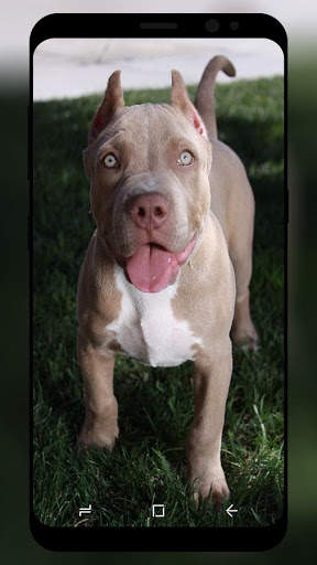 Pitbull Wallpaper HD screenshot 6