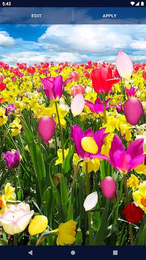 Spring Petals Live Wallpaper screenshot 6