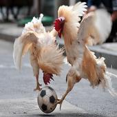 Funny Animals-Video icon