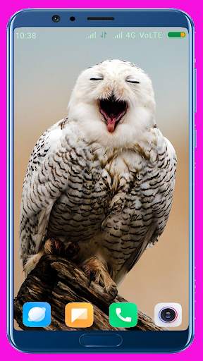 Owl Wallpaper screenshot 10