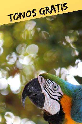 Ringtones and Sounds of Birds, Free Birdsong. स्क्रीनशॉट 3