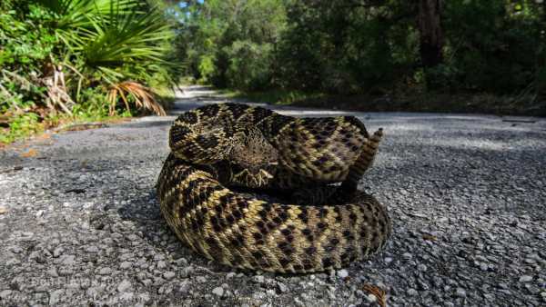 Snake Live Wallpaper - backgrounds hd 13 تصوير الشاشة