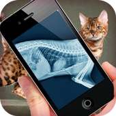 Simulation XRay Cat