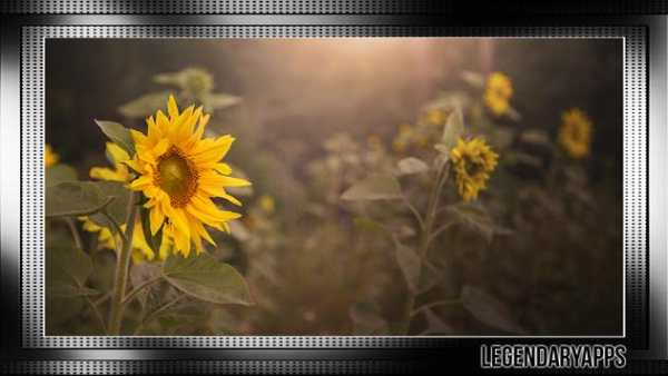 Sunflower Wallpaper screenshot 3