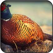 Pheasant wallpapers 60