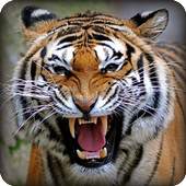 Angry Tiger Simulator 2016 1.0