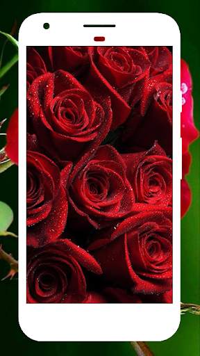 Rose Wallpapers screenshot 8