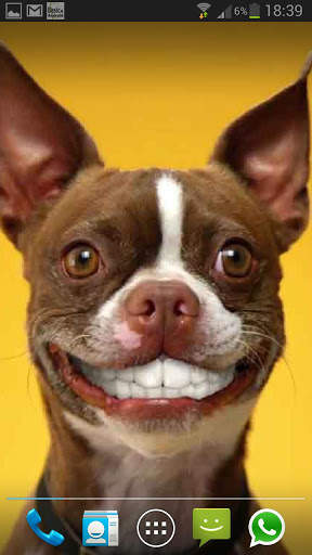 DOG SMILES LIVE WALLPAPER screenshot 2