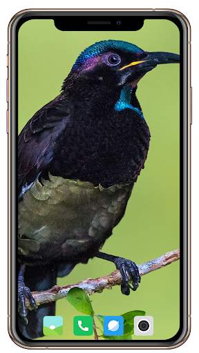 Bird HD Wallpaper screenshot 10