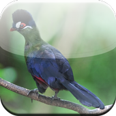 Birds Game icon