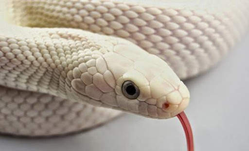 Snake Wallpaper HD screenshot 1