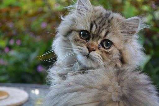 Cat HD Wallpaper 😻😻 screenshot 7