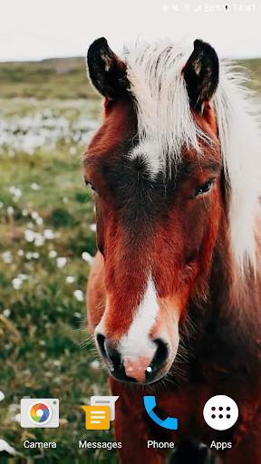 Horses Video Live Wallpaper screenshot 5