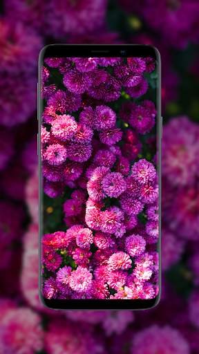 Flower Wallpapers in HD, 4K screenshot 2
