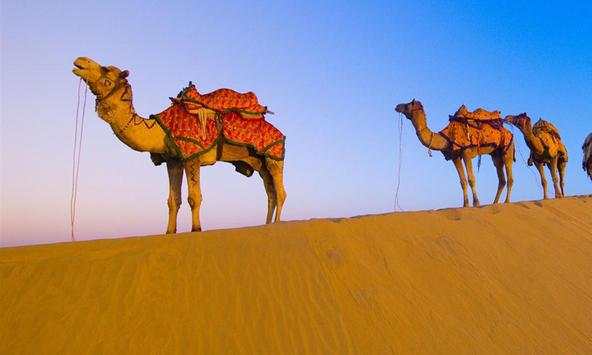 Camel wallpapers screenshot 1
