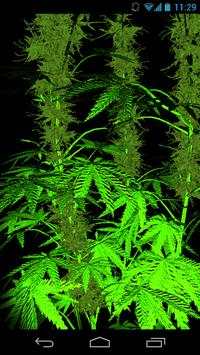 Weed 3D Live Wallpaper screenshot 2
