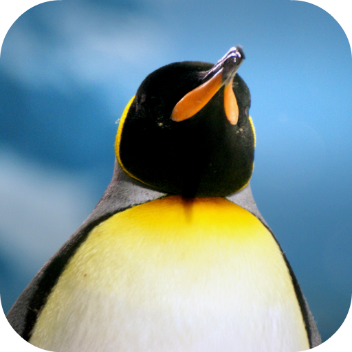Penguin Wallpaper icon