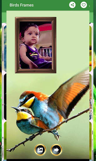 Birds Photo Frames स्क्रीनशॉट 7