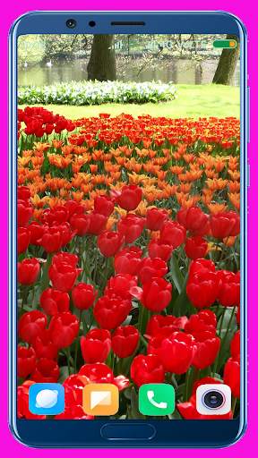 Tulips Flower Wallpaper Best 4K screenshot 8