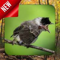 Suara Burung Kutilang Gacor Offline icon