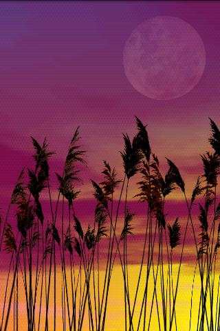 Reeds Free Live Wallpaper screenshot 5
