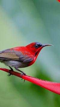 Beautiful Birds Wallpapers HD2 screenshot 4