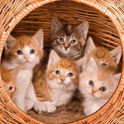 Cats & Kittens Jigsaw Puzzles screenshot 1