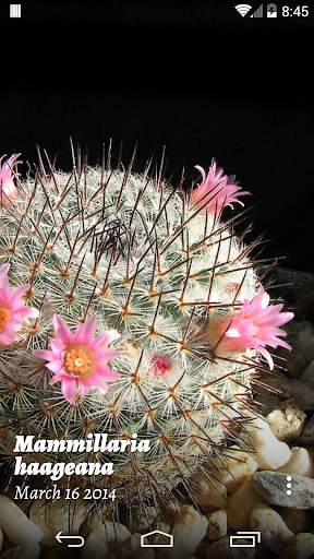 Cactus of The Day screenshot 1