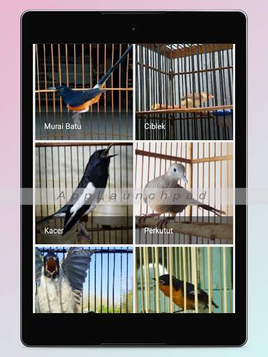 Kicau Burung Terlengkap screenshot 18