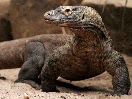Komodo Dragon Wallpaper - Lizard Wallpaper screenshot 4