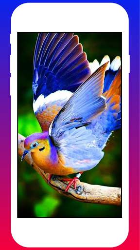 Canary Birds HD Wallpapers screenshot 1